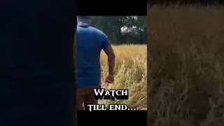 Big monster python 🐍🐍🐍🐍 shorts trending python snake nature farmer farming farm [upl. by Atul36]