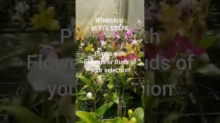 Free 2 Orchid PlantsBuy 10 Dendrobium Orchid with FlowersCombo OffersMarch 20th End dendrobium [upl. by Cho]