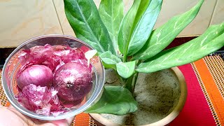 Use of onion peel for plants  Best natural fertilizer for any plants [upl. by Yttig251]