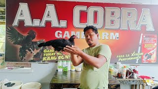 JTP GAMEFARM AA COBRA PART 2 [upl. by Oric]