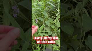 Gulf vervain Verbena xutha is a native TX choice similar to verbena bonariensis butterflygarden [upl. by Sidra5]