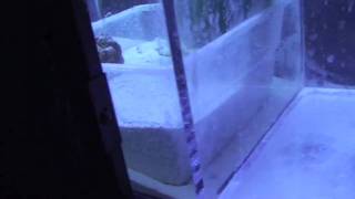 SW Rebuild  Part 15  Refugium and Copepods [upl. by Afas]