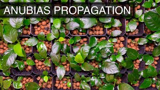 How to Propagate Anubias Emersed  The Complete Guide [upl. by Larret]