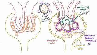 Glomerular Basement Membrane GBM  Anatomy [upl. by Ahsenac34]