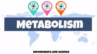 introduction to metabolism  Biology basics [upl. by Aslehc332]