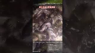 HITO FARMING IN BALASAN ILOILO Catfish Farm shorts reels hitofarming [upl. by Neelrac787]