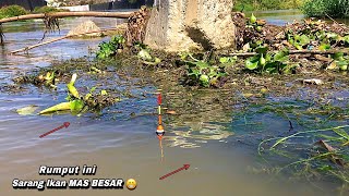 BERUNTUNGmancing ikan nila liar di sungai dapat ikan mas besar [upl. by Mccartan114]