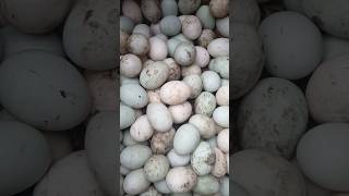 হাঁসের ডিম  Duck Egg  ৬০ টাকা হালি।shortvideo viralvideo patheghate [upl. by Annairol]