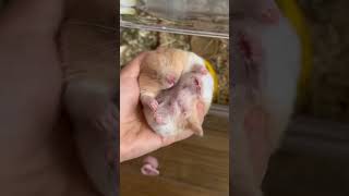 Baby hamster sleeps so deeply 🐹 💤 cute pets shorts hamsters [upl. by Ronel]