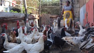 I am a Simple Millionaire by Turkey Guinea Fowl Duck and Chicken Farming  My Success Story [upl. by Jerome]