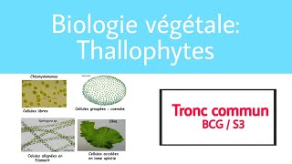 Introduction thallophytes [upl. by Binni259]