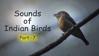 Sounds of Indian birds  Part 7  Many Himalayan bird calls  IndianBirdVideos [upl. by Randa]