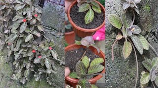 How to Plant Episcia without soil [upl. by Nievelt]