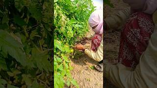 Tomato 🍅 tree agriculture farming trending shorts tarracegarden foryou kisan satisfying [upl. by Yerocaj500]