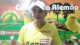 Ivermectina para tratar rouquidão ácaro na traquéia  Canaril do Alemão [upl. by Areemas]