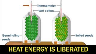 State Board  10th Class Biology  Biology  Heat Energy is Liberated During Respiration [upl. by Voccola]