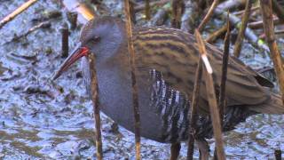 Water Rail  Rallus aquaticus [upl. by Nitsoj]