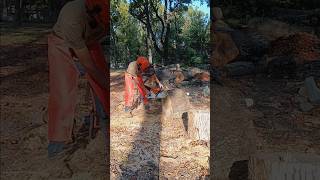 RIP CUT W STIHL MS500i 500i firewood shorts asmr outdoors wood roadto2k diy motivation [upl. by Cinda]