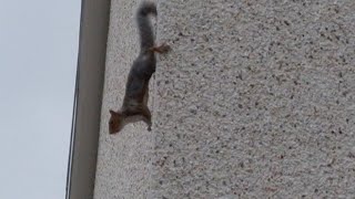 Squirrel Alarm Calls Nature’s Alert System in Action [upl. by Nroht]