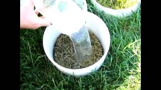 Soapy water flushing for black cutworms in turfgrass [upl. by Giddings]