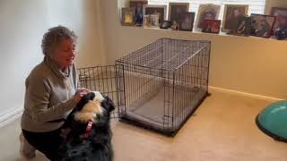 Crate Training Tips for Dogs amp Puppies  Andersen’s Pet Shop Montrose CA [upl. by Chemosh]