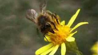 Abeille mellifère  butineuse sur fleur honeybee on flower [upl. by Kirby]