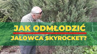 Jak odmłodzić jałowca Skyrocket [upl. by Einhpets]