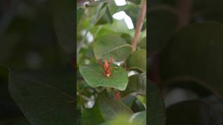 Polistes canadensis nature [upl. by Louella]