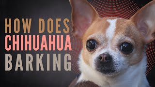 Chihuahua Barking Dog Bark Sounds Little Chihuahua Barking at a Cat [upl. by Pippa]