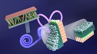 3D Embryology of Ear Part 2 Internal Ear Histogenesis of Utricle and Saccule  Perilymphatic Duct [upl. by Llertnor]