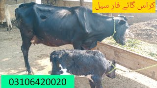 crass cawo far sal on youtub in punjab pakistan2112024 [upl. by Leirum]