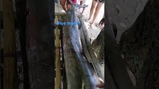 BLUE MARLIN spearfishingphilippines fishing seafood bluemarlin [upl. by Jarret]