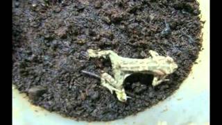 Frog versus Epomis beetle larva 2 [upl. by Dud]