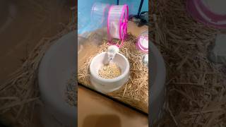 Hamster Cage Setup Low Budget malayalam hamsters petlover hamsters petsmalayalam [upl. by Aeli142]