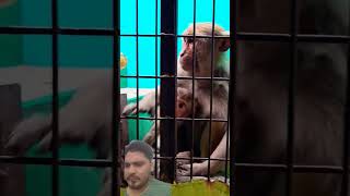 funny vlog monkey animals zoo comedy pigeon birds viralvideo trending [upl. by Vachell]