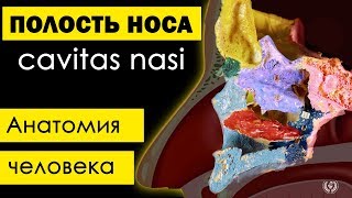 Полость носа cavitas nasalis 💀  Анатомия человека субтитры латынь✅ [upl. by Anirbys690]