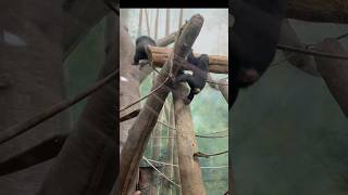 Chimps🐒 take a Huge Jump😱 to another Tree 🌴 animal zoo animals chimpanzee funny cute [upl. by Nahshunn]