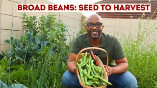 How to Grow Broad Beans Seed to Harvest Southern Hemisphere Guide [upl. by Netta671]