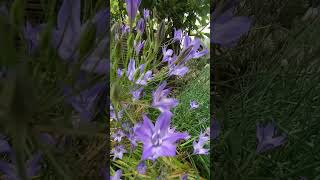 AGAPANTHUS IN BLOOM [upl. by Ottie600]