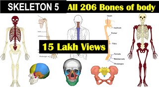 Skeleton 5  All 206 bones in Human Skeleton  Axial Skeleton  Appendicular SkeletonHuman Skeleton [upl. by Onder]