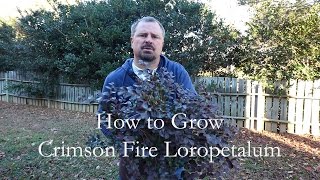 How to grow Crimson Fire Loropetalum Dwarf Fringe Flower with a detailed description [upl. by Snoddy]