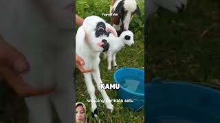 Kambing bermata satu ‼️ shortvideo faktaunik [upl. by Alracal]