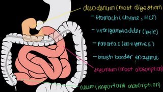 Small Intestine Structure Digestion Absorption [upl. by Elyrpa6]