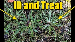 Crabgrass and Goosegrass in Lawn ID and Treat [upl. by Akirdnas523]