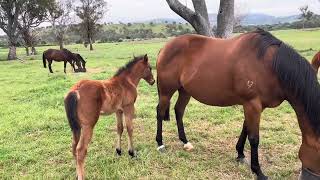 Schismatic and her colt [upl. by Zeitler]