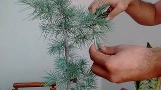 Pruning a Cedar Pre Bonsai [upl. by Abernon]