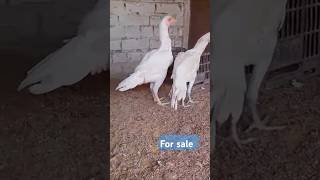 Parrot beak phati for saleshortvideo foryou birds shorts [upl. by Ellasal]