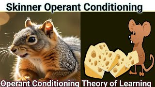 How to Train Your Brain Operant Conditioning Explained [upl. by Algernon]