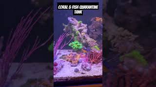 Coral gorgonians and damselfish quarantine [upl. by Almita240]