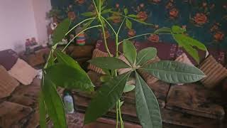 How to Grow And Care Money Tree Pachira equatica plant very beautiful indoor plant [upl. by Baruch]